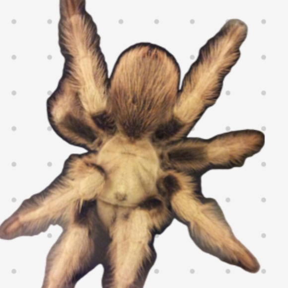 tarantulaa